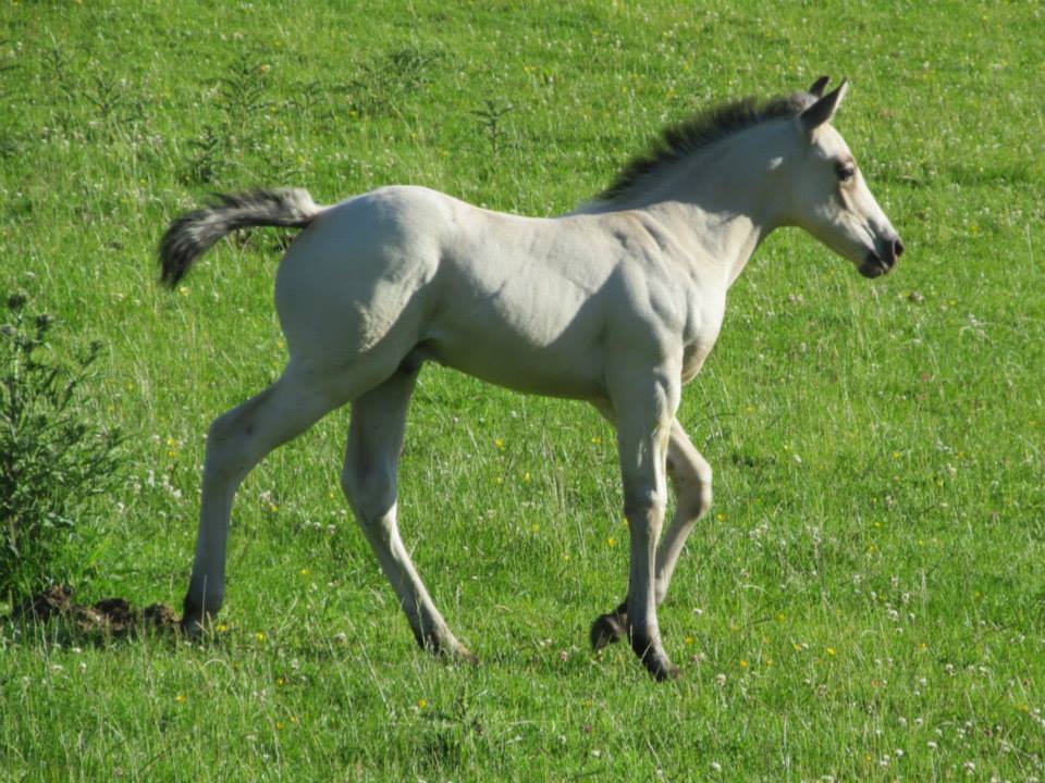 Quarter Horse colt, Wilden Quarter Moon